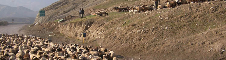 Groepsrondreizen Iran